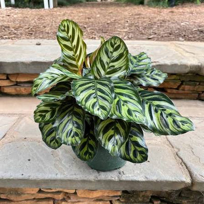 Bees Plant Hub Peacock Plant (Calathea makoyana) Live Plant