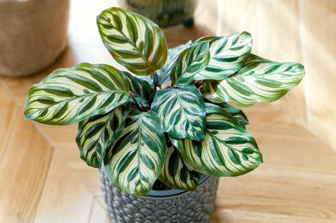 Bees Plant Hub Peacock Plant (Calathea makoyana) Live Plant