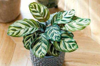 Bees Plant Hub Peacock Plant (Calathea makoyana) Live Plant
