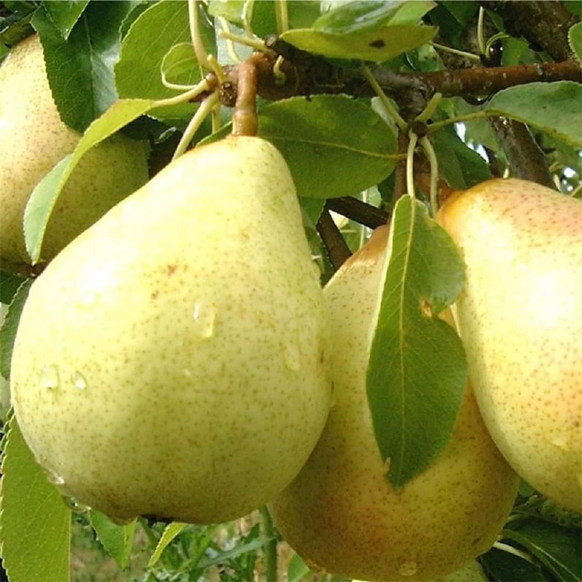 Bees Plant Hub Pear (Nashpati) Grafted Fruit Live Plant