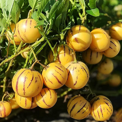 Bees Plant Hub Pepino Melon / Tree Tomato Fruit (Solanum muricatum) Live Plant