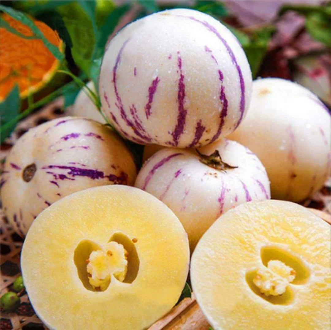 Bees Plant Hub Pepino Melon / Tree Tomato Fruit (Solanum muricatum) Live Plant