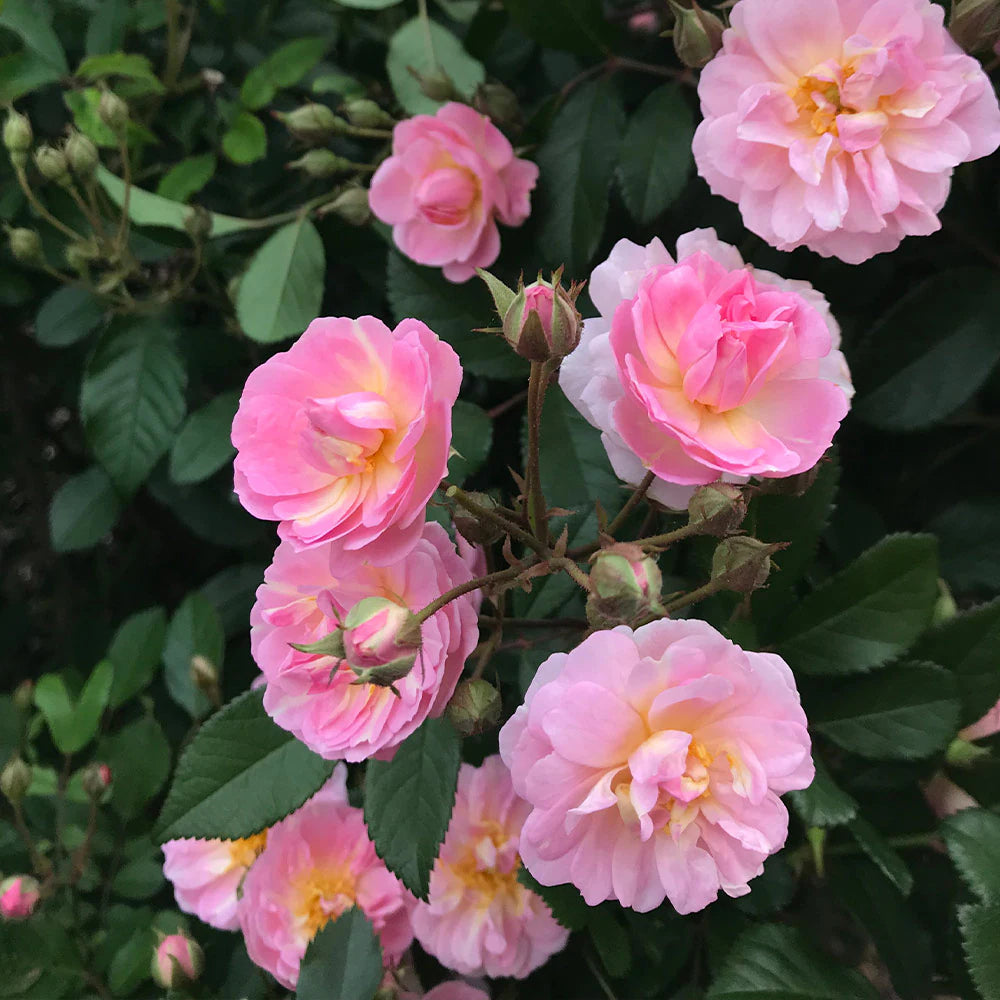 Bees Plant Hub Perfume Breeze Creeper/Climber Rose Live Plant with Pot