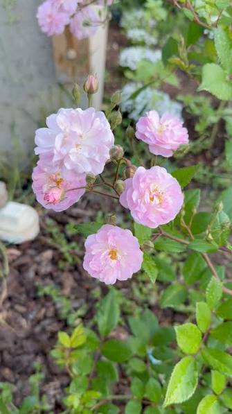 Bees Plant Hub Perfume Breeze Creeper/Climber Rose Live Plant with Pot