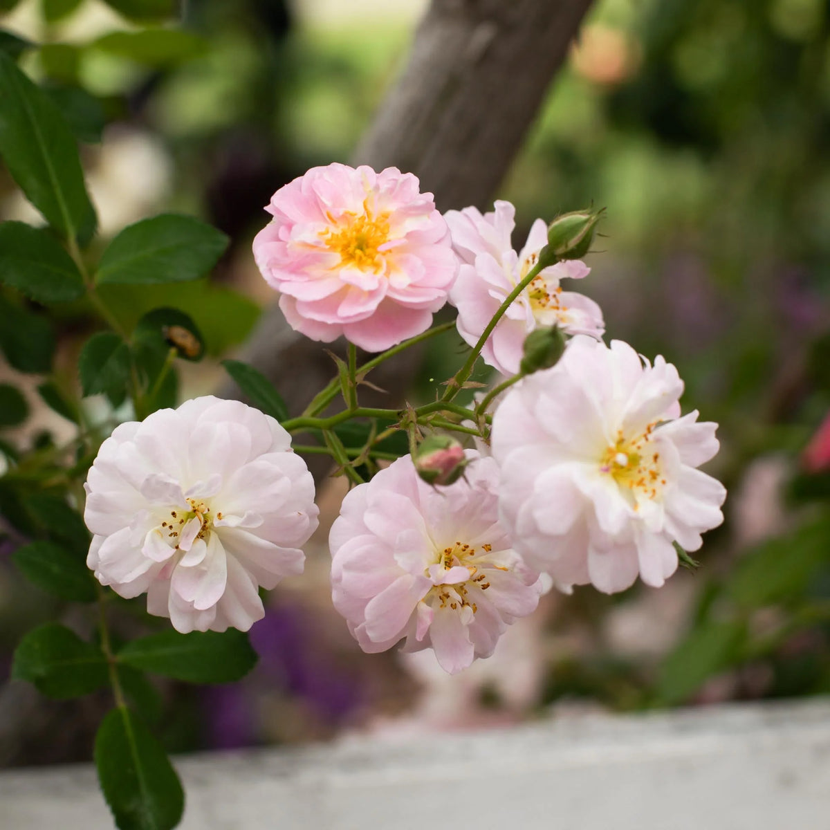 Bees Plant Hub Perfume Breeze Creeper/Climber Rose Live Plant with Pot