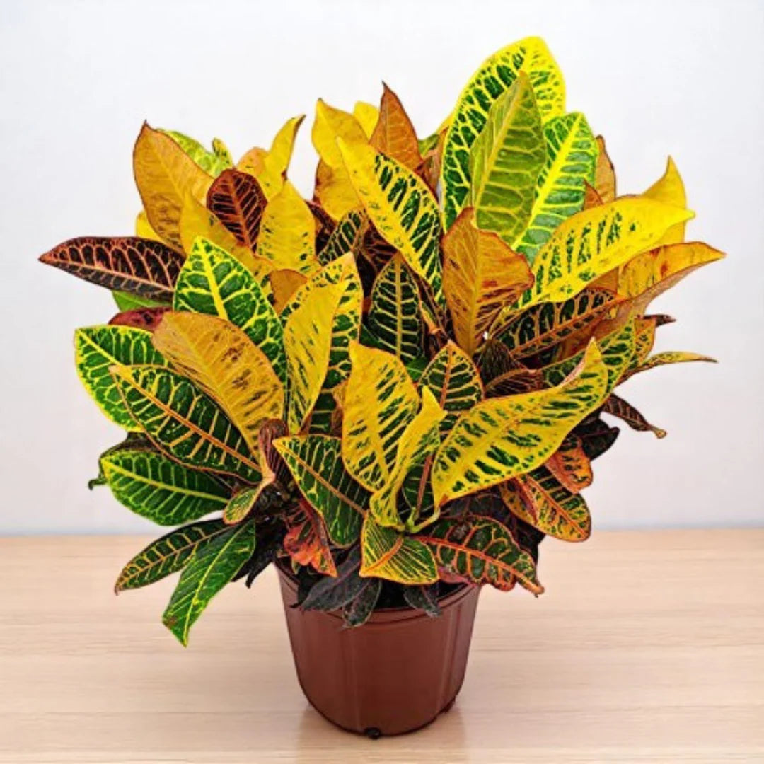 Bees Plant Hub Petra Croton (Codiaeum variegatum) Indoor / Outdoor Live Plant