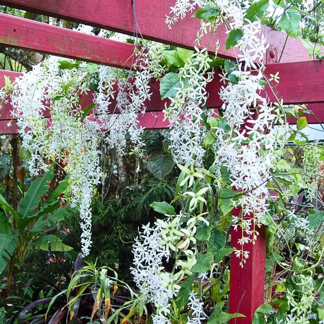 Bees Plant Hub White Petrea Sandpaper Vine Live Plant
