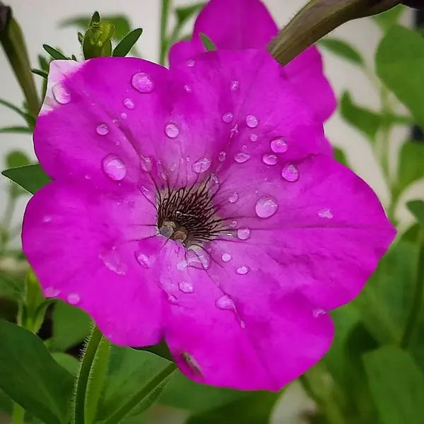 Bees Plant Hub Petunia Nadan Flowering Live Plant