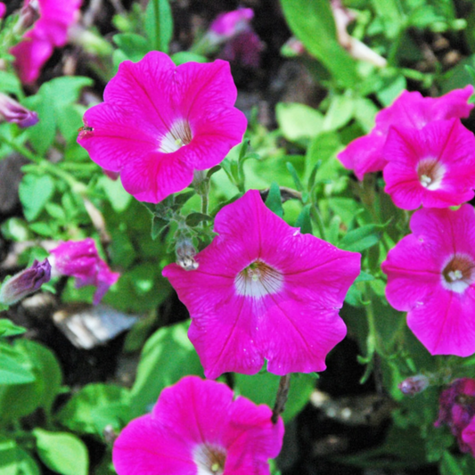 Bees Plant Hub Petunia Nadan Flowering Live Plant