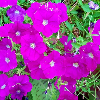Bees Plant Hub Petunia Nadan Flowering Live Plant