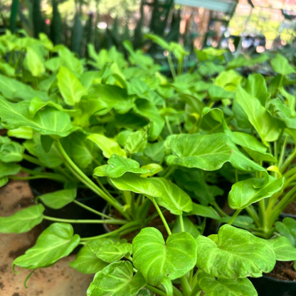 Philodendron Xanadu Gold Indoor / Outdoor Live Plant