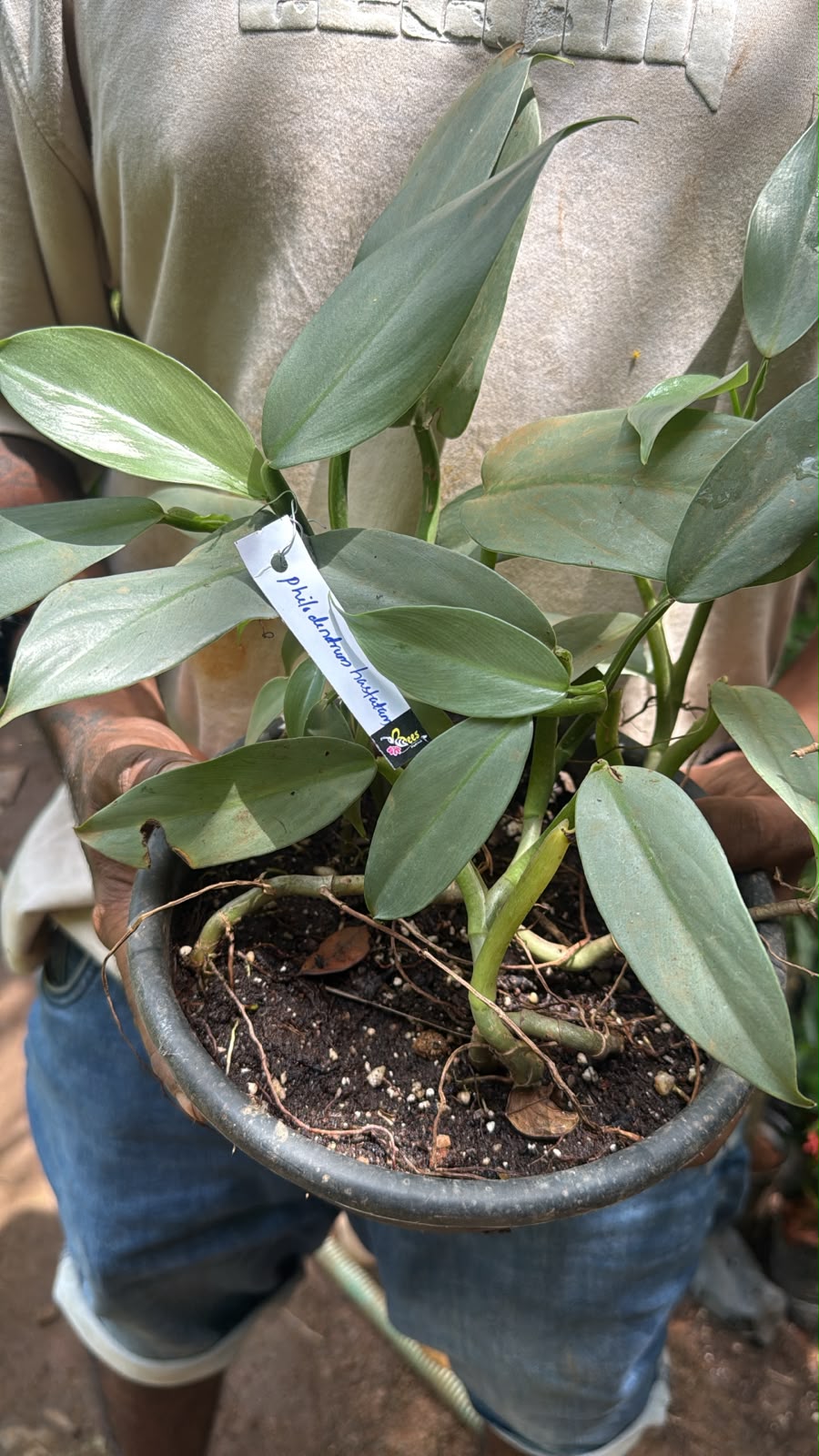 Bees Plant Hub Philodendron Hastatum Indoor / Outdoor Live Plant