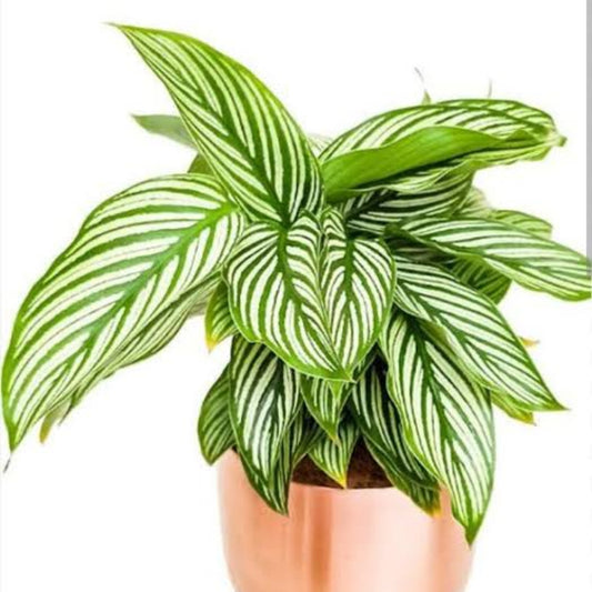 Bees Plant Hub Pin-Stripe Plant (Calathea vittata) Live Plant