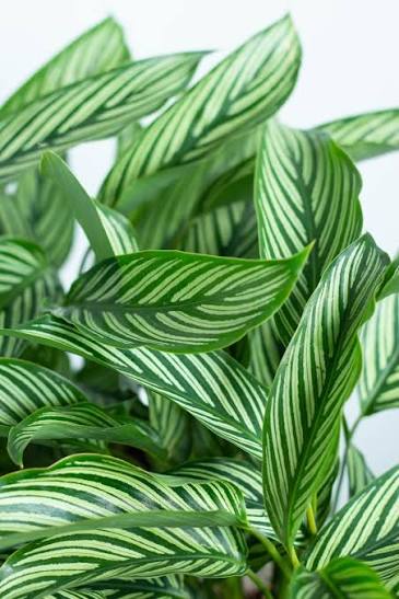 Bees Plant Hub Pin-Stripe Plant (Calathea vittata) Live Plant