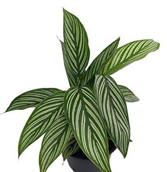 Bees Plant Hub Pin-Stripe Plant (Calathea vittata) Live Plant