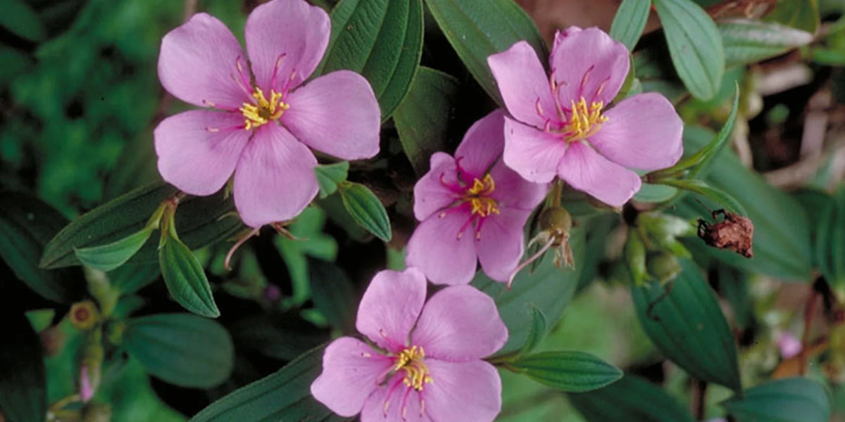Bees Plant Hub Pink Melastoma (Tibouchina) Flowering Live Plant