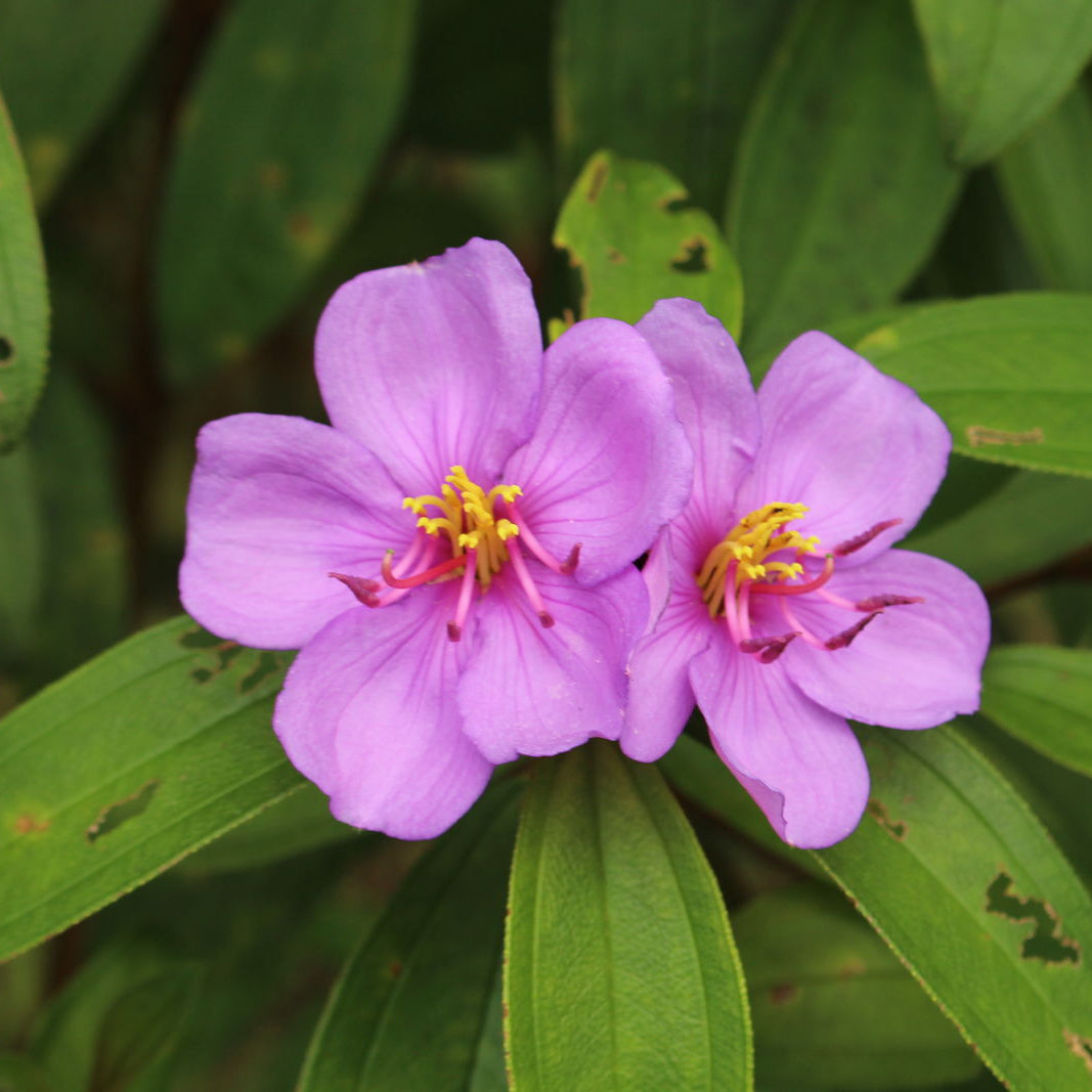 Bees Plant Hub Pink Melastoma (Tibouchina) Flowering Live Plant