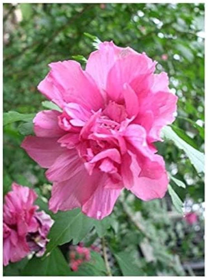 Bees Plant Hub Pink Multi Petal Hibiscus All Time Flowering Live Plant