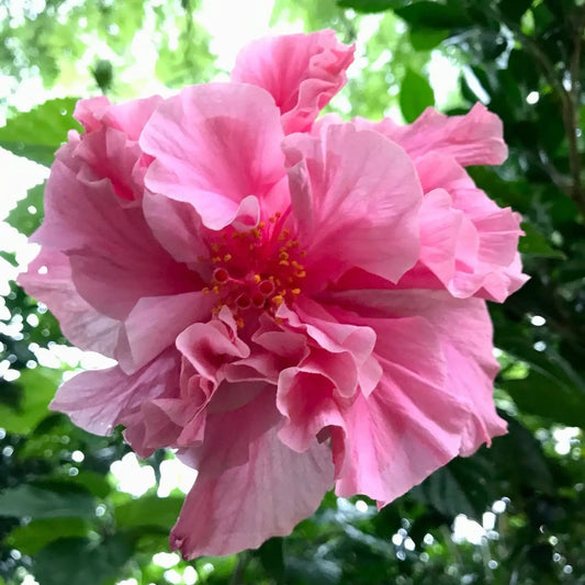 Bees Plant Hub Pink Multi Petal Hibiscus All Time Flowering Live Plant