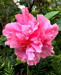 Bees Plant Hub Pink Multi Petal Hibiscus All Time Flowering Live Plant