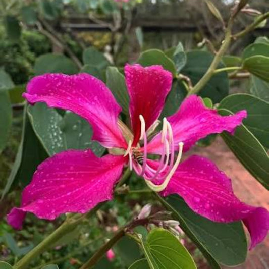 Bees Plant Hub Pink Orchid Tree (Bauhinia monandra) All Time Flowering Live Plant