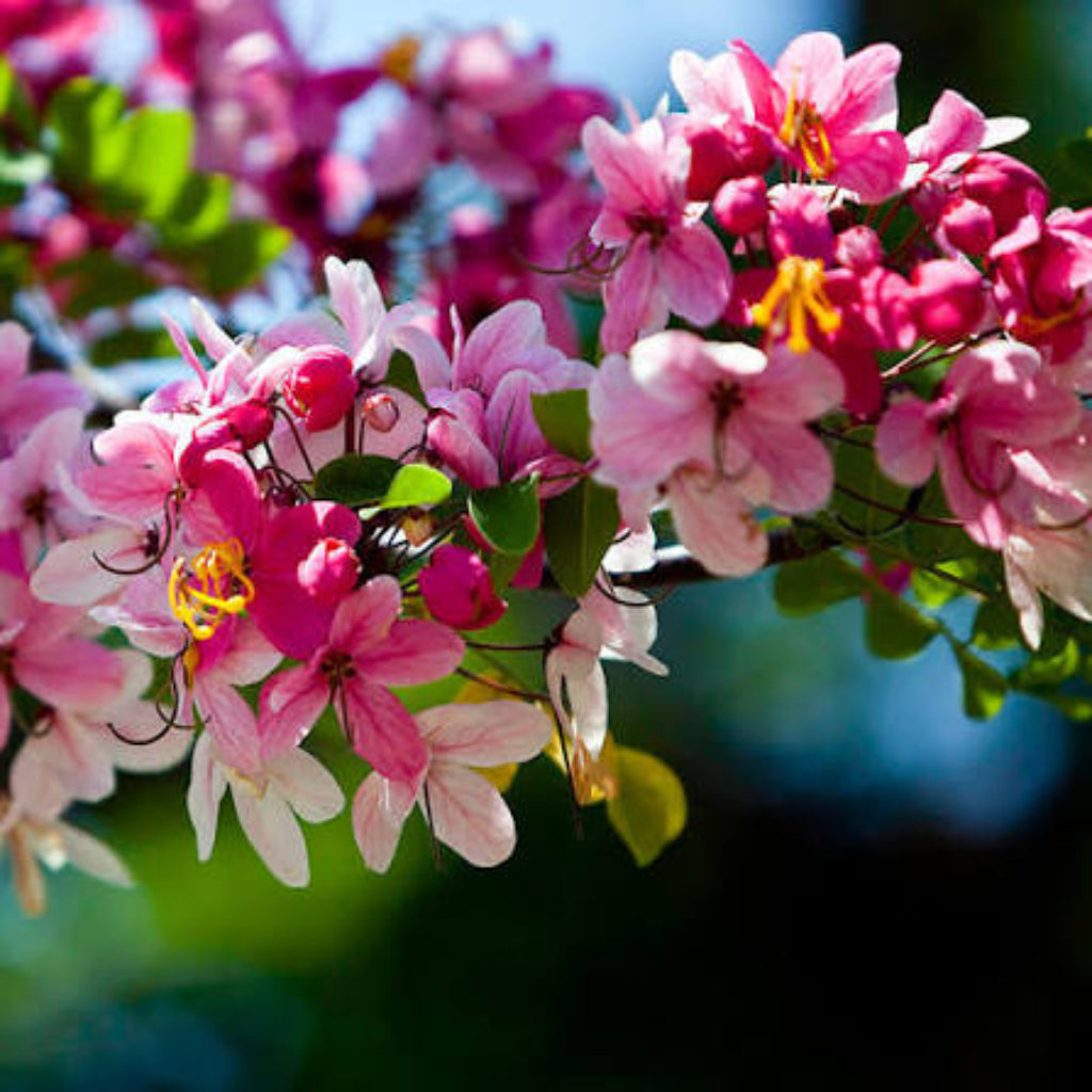 Bees Plant Hub Pink Shower / Apple Blossom (Cassia javanica) Rare Flowering Live Plant