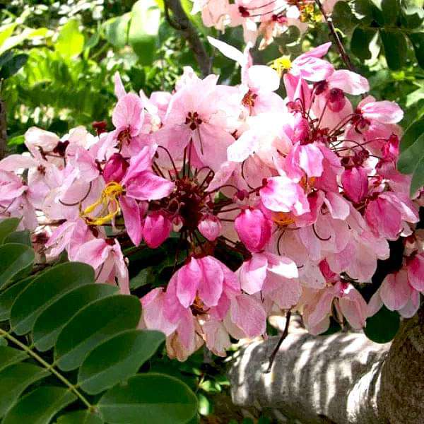 Bees Plant Hub Pink Shower / Apple Blossom (Cassia javanica) Rare Flowering Live Plant