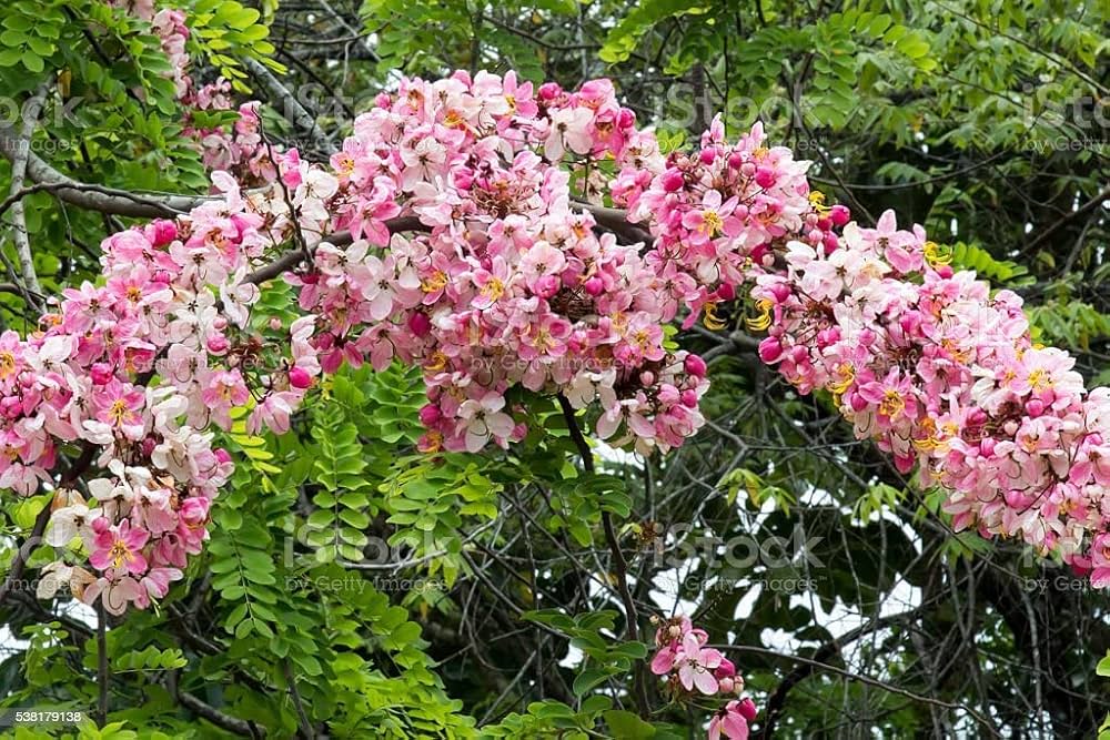 Bees Plant Hub Pink Shower / Apple Blossom (Cassia javanica) Rare Flowering Live Plant