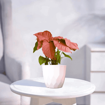 Pink Syngonium | Indoor Plant
