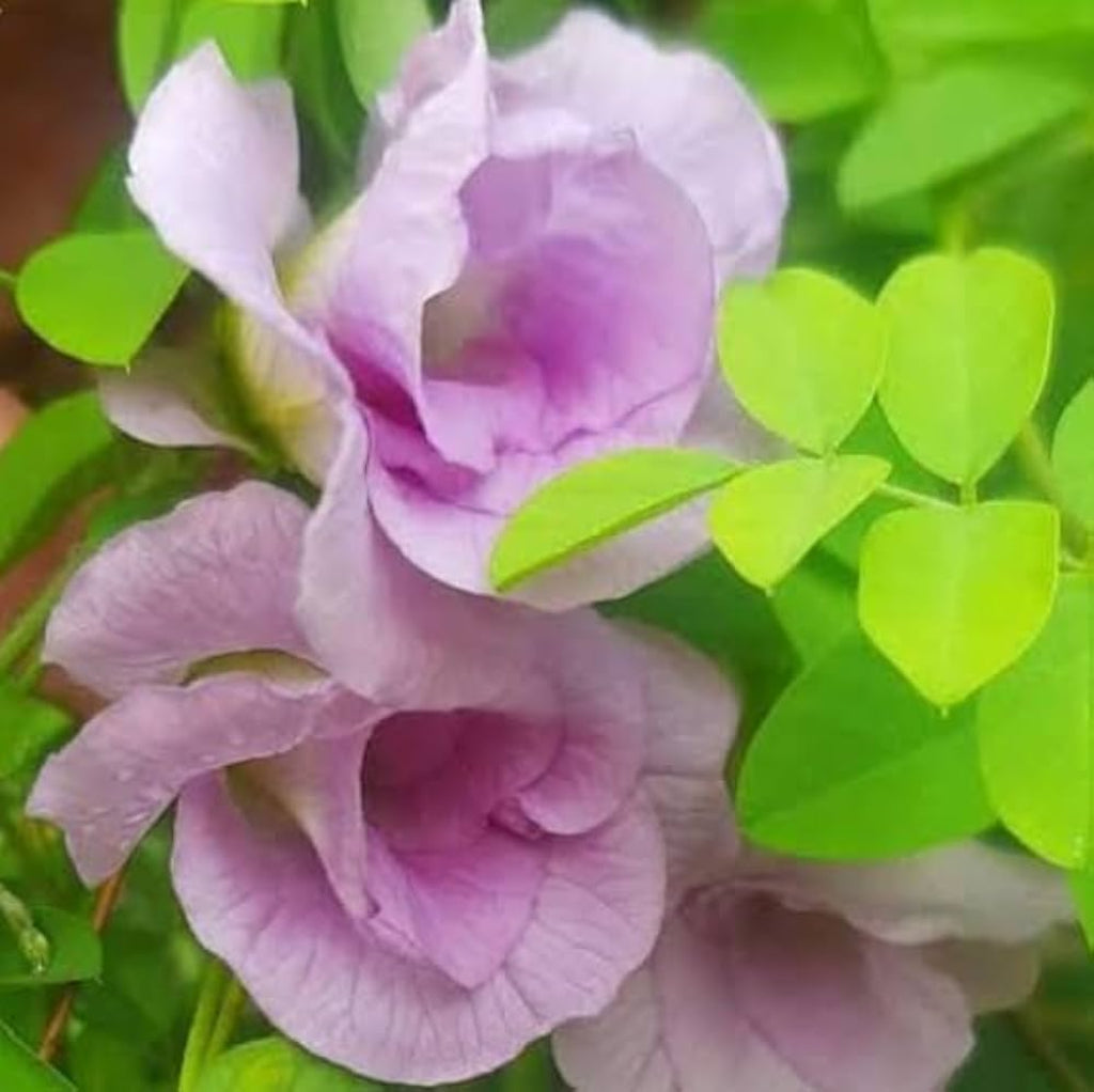Bees Plant Hub Pink Butterfly Pea Vine Multi Petal (Clitoria ternatea) Rare Flowering Live Plant