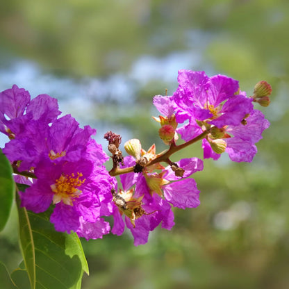 Bees Plant Hub Lagerstroemia Speciosa Purple (Pride of India) Live Plant