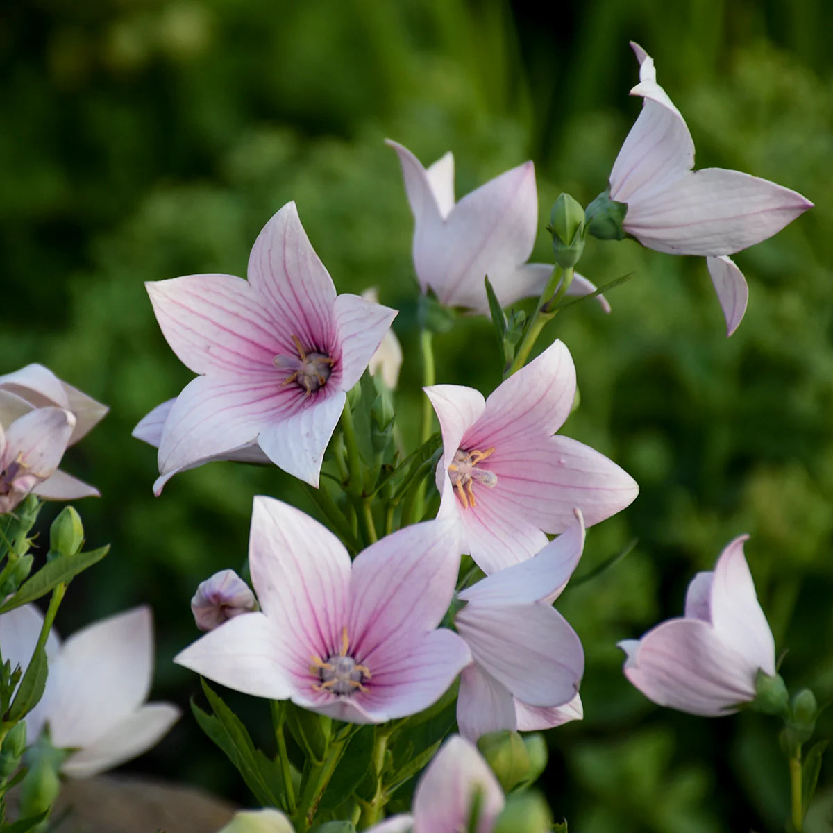 Balloon Plant Pink – Rare & Attractive Flowering Plant