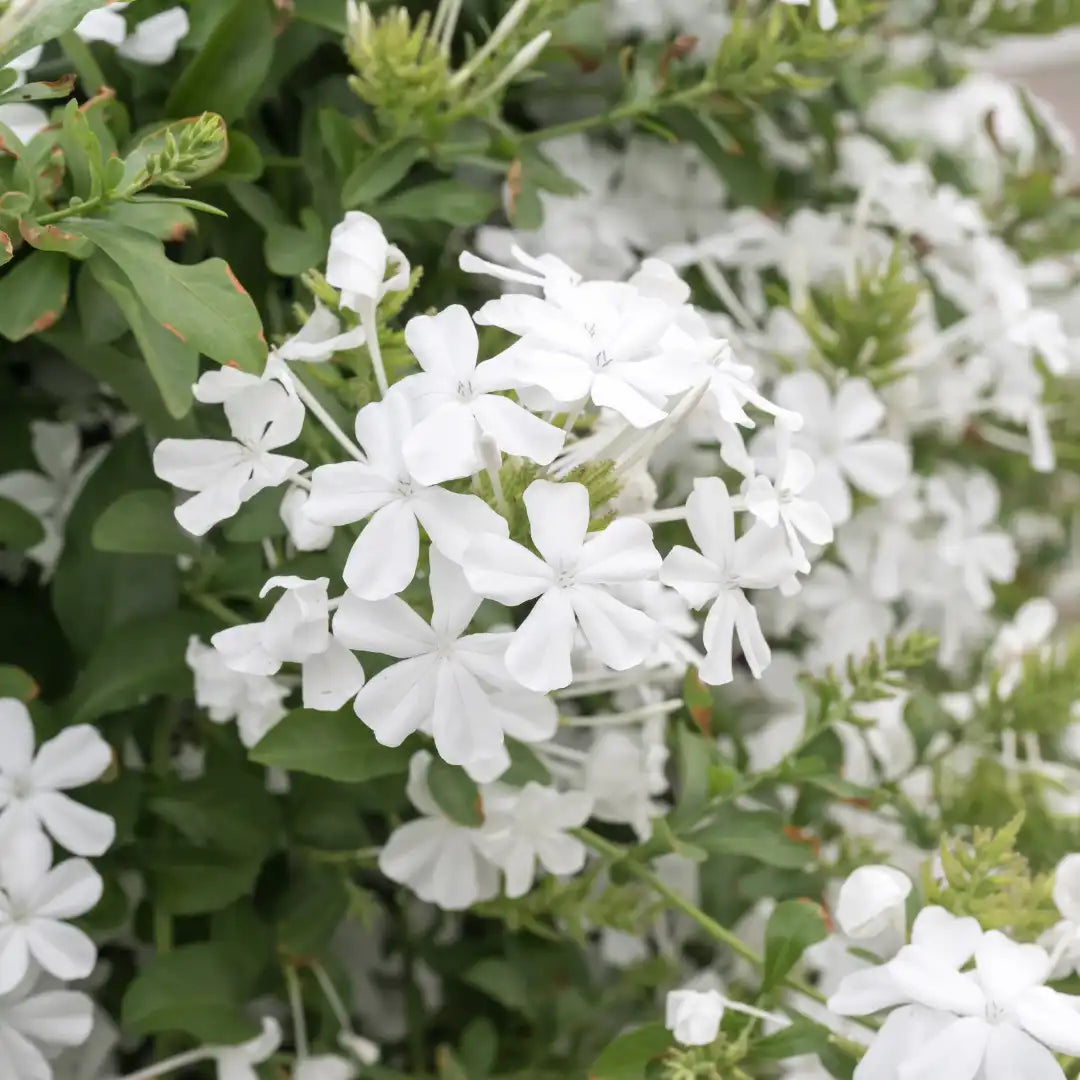 Bees Plant Hub Plumbago White (Auriculata) Flowering Live Plant