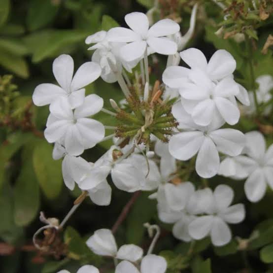 Bees Plant Hub Plumbago White (Auriculata) Flowering Live Plant