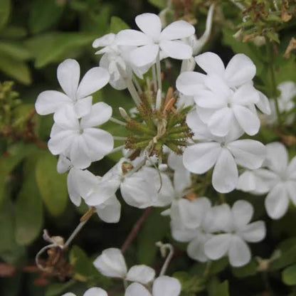 Bees Plant Hub Plumbago White (Auriculata) Flowering Live Plant