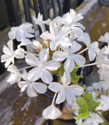 Bees Plant Hub Plumbago White (Auriculata) Flowering Live Plant