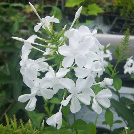 Bees Plant Hub Plumbago White (Auriculata) Flowering Live Plant
