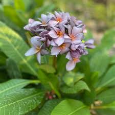 Bees Plant Hub Plumeria Blue (Frangipani) All Time Flowering Live Plant
