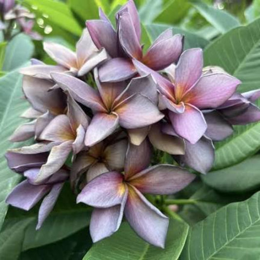 Bees Plant Hub Plumeria Blue (Frangipani) All Time Flowering Live Plant