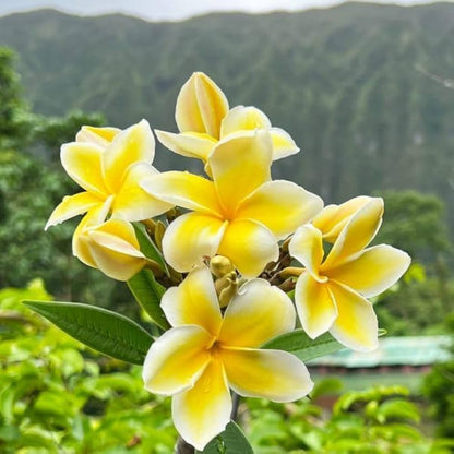 Bees Plant Hub Plumeria Yellow (Frangipani) All Time Flowering Live Plant