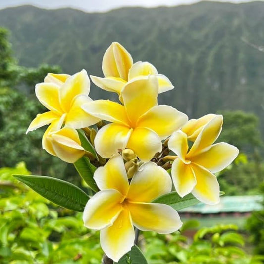 Bees Plant Hub Plumeria Yellow (Frangipani) All Time Flowering Live Plant