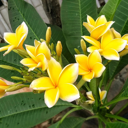 Bees Plant Hub Plumeria Yellow (Frangipani) All Time Flowering Live Plant