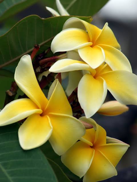 Bees Plant Hub Plumeria Yellow (Frangipani) All Time Flowering Live Plant