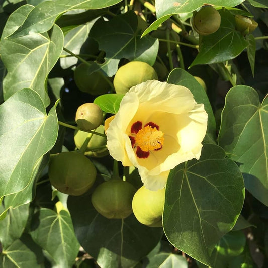 Bees Plant Hub Poovarasu / Portia Tree (Thespesia Populnea) Rare All Time Flowering Live Plant