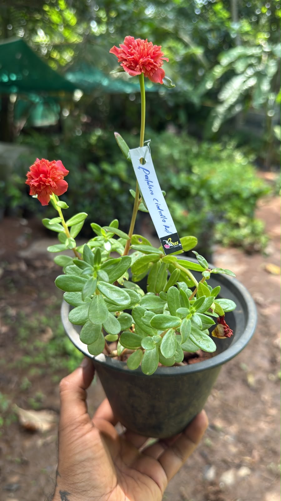 Bees Plant Hub Portulaca red multipetal / Cinderella table rose  Beautiful Trailing Flowering Plant