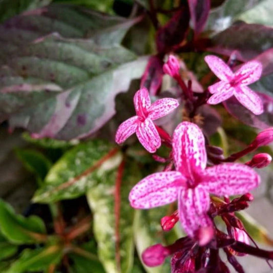 Bees Plant Hub Pseuderanthemum Maculatum (Red Leaf) Flowering Live Plant