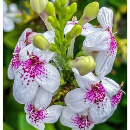 Bees Plant Hub Pseuderanthemum Maculatum (Green Leaf) Flowering Live Plant