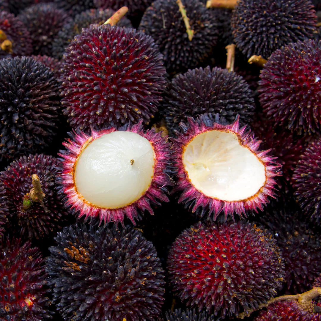 Bees Plant Hub Pulasan Fruit Live Plant (Nephelium Mutabile)