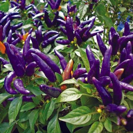 Bees Plant Hub Purple Chilli (Capsicum annuum) Live Plant
