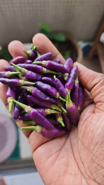 Bees Plant Hub Purple Chilli (Capsicum annuum) Live Plant